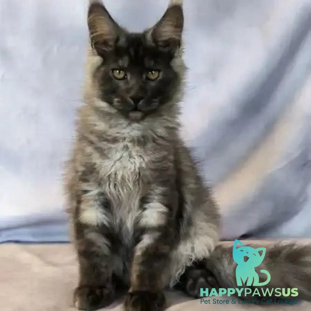 Katherine Maine Coon female black silver - live animals