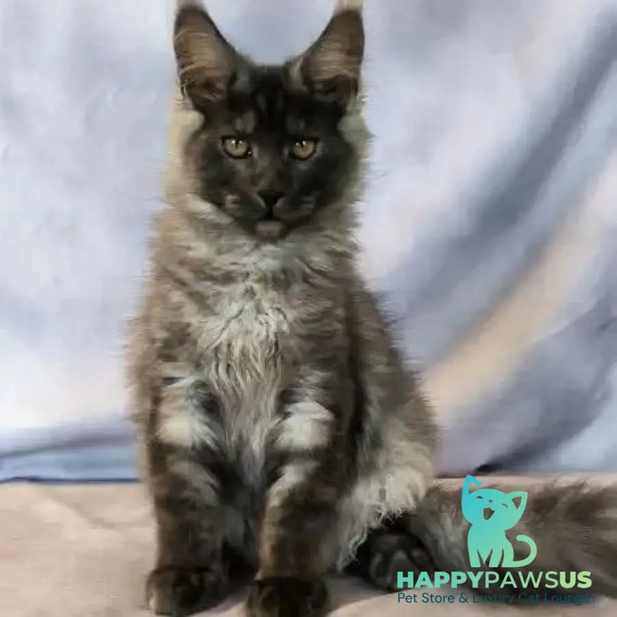 Katherine Maine Coon female black silver - live animals