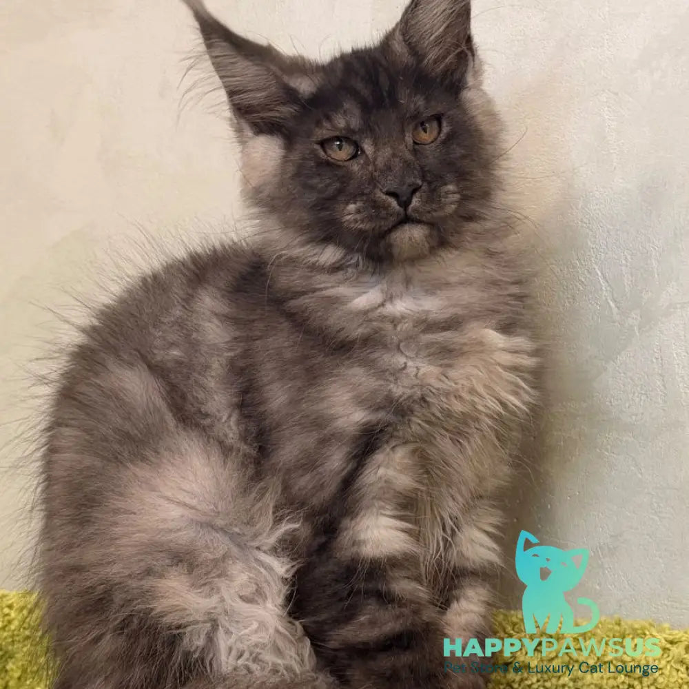 Katherine Maine Coon female black silver - live animals