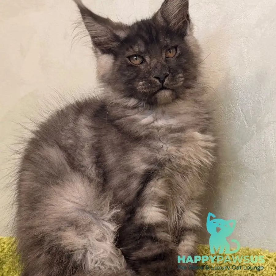 Katherine Maine Coon female black silver - live animals