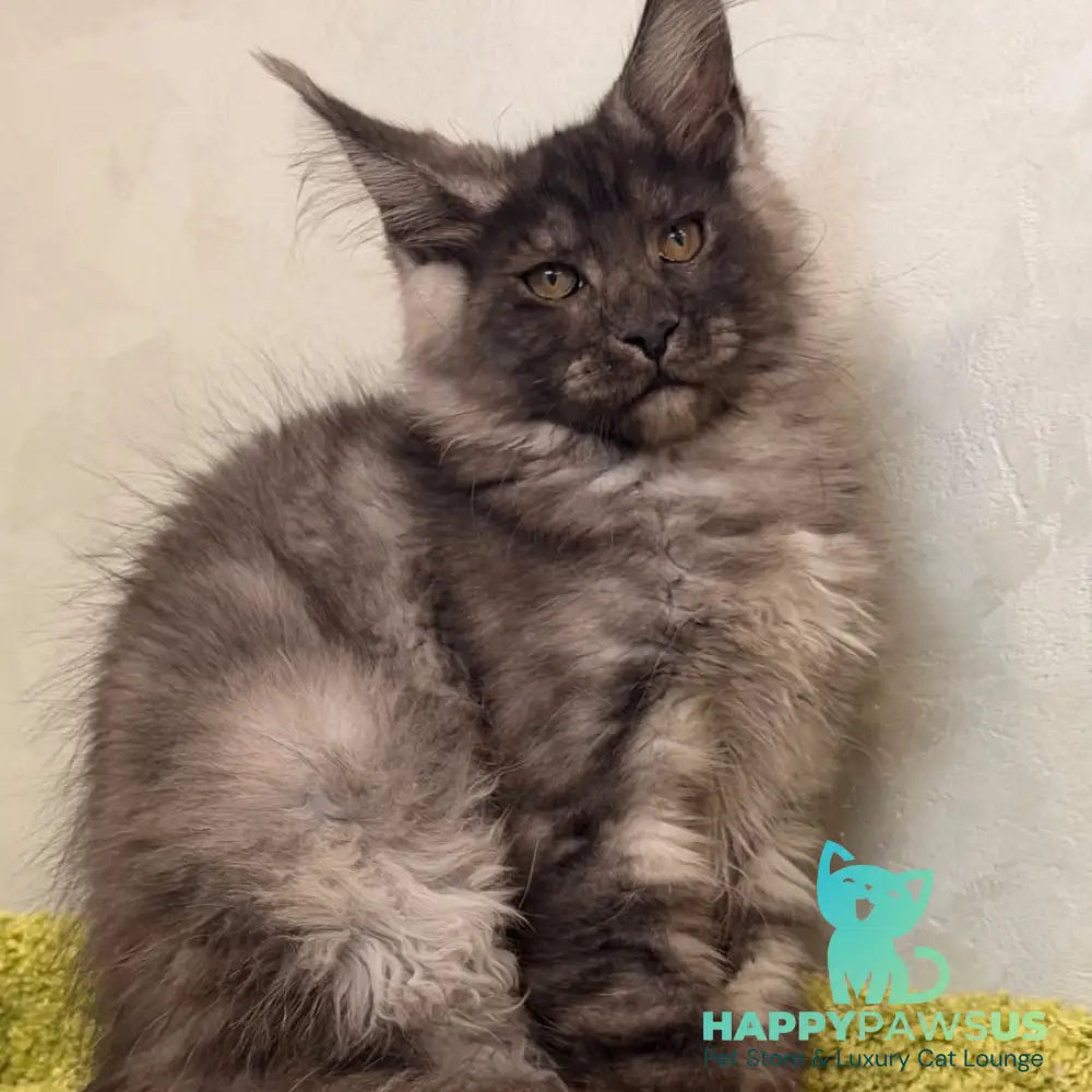 Katherine Maine Coon female black silver - live animals