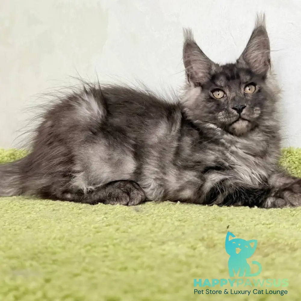 Katherine Maine Coon female black silver - live animals