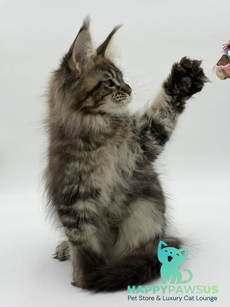 Katran Maine Coon male black tabby - live animals