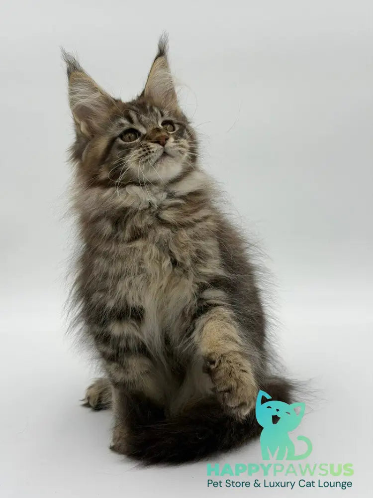 Katran Maine Coon male black tabby - live animals
