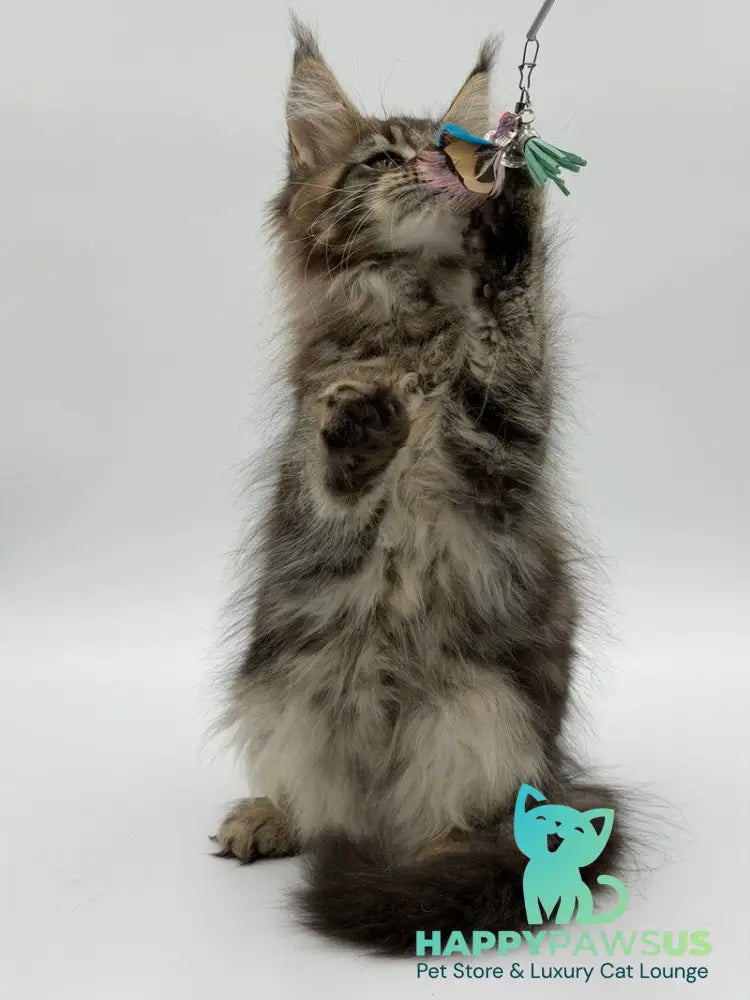 Katran Maine Coon male black tabby - live animals