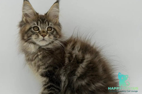 Katran Maine Coon male black tabby - live animals