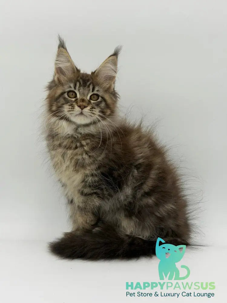 Katran Maine Coon male black tabby - live animals