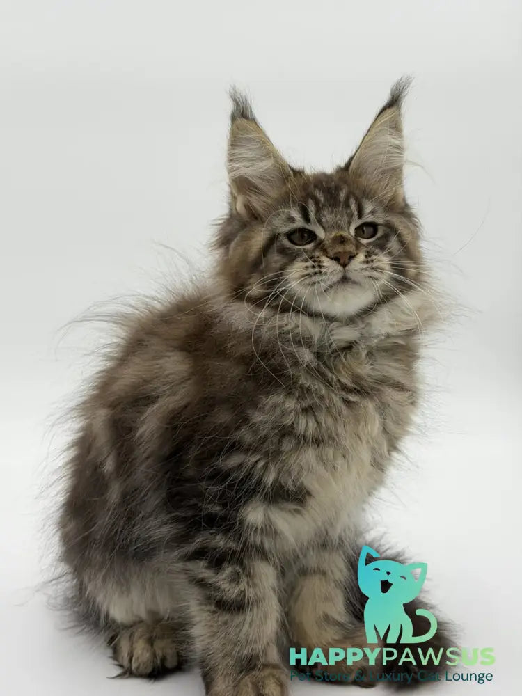 Katran Maine Coon male black tabby - live animals