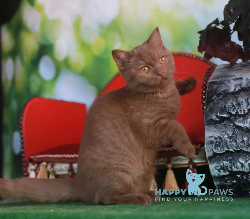 Katrin British Shorthair female cinnamon live animals