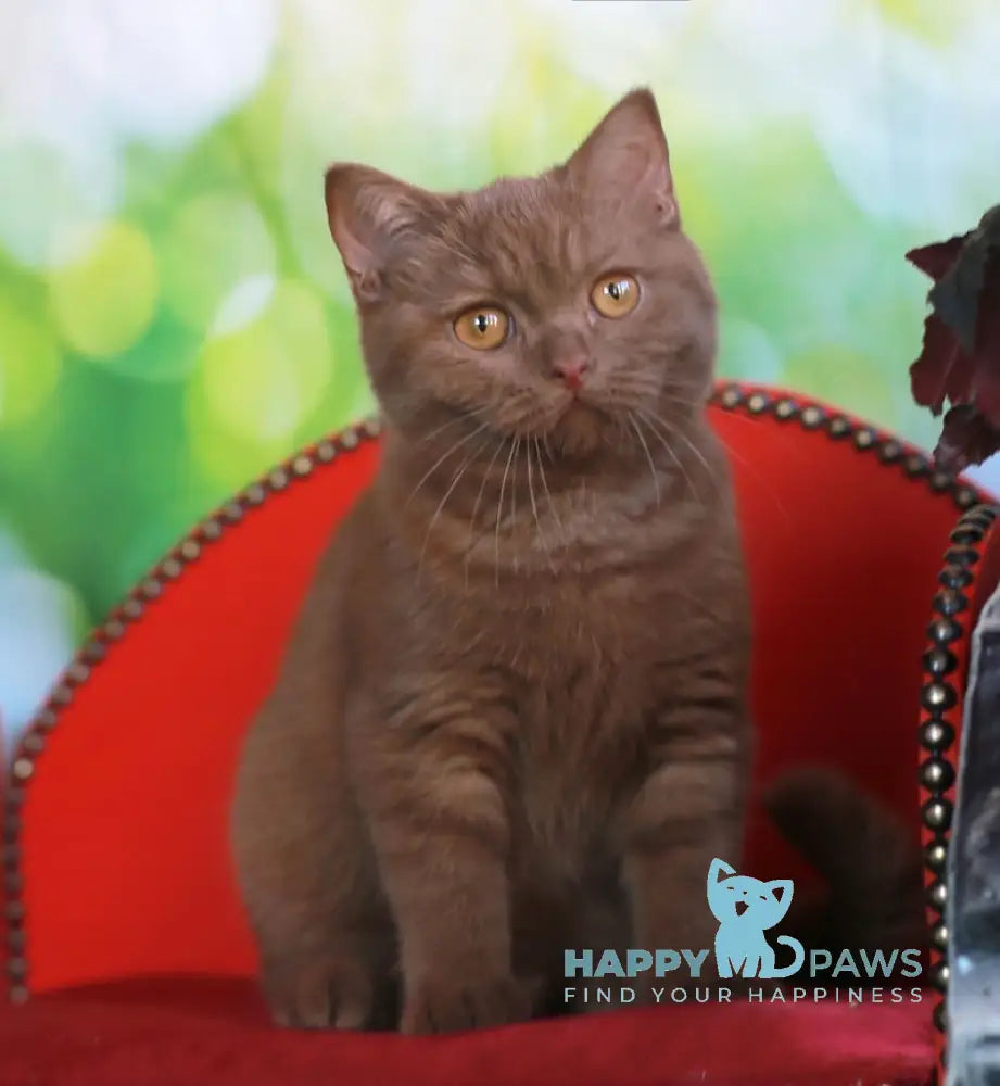 Katrin British Shorthair female cinnamon live animals