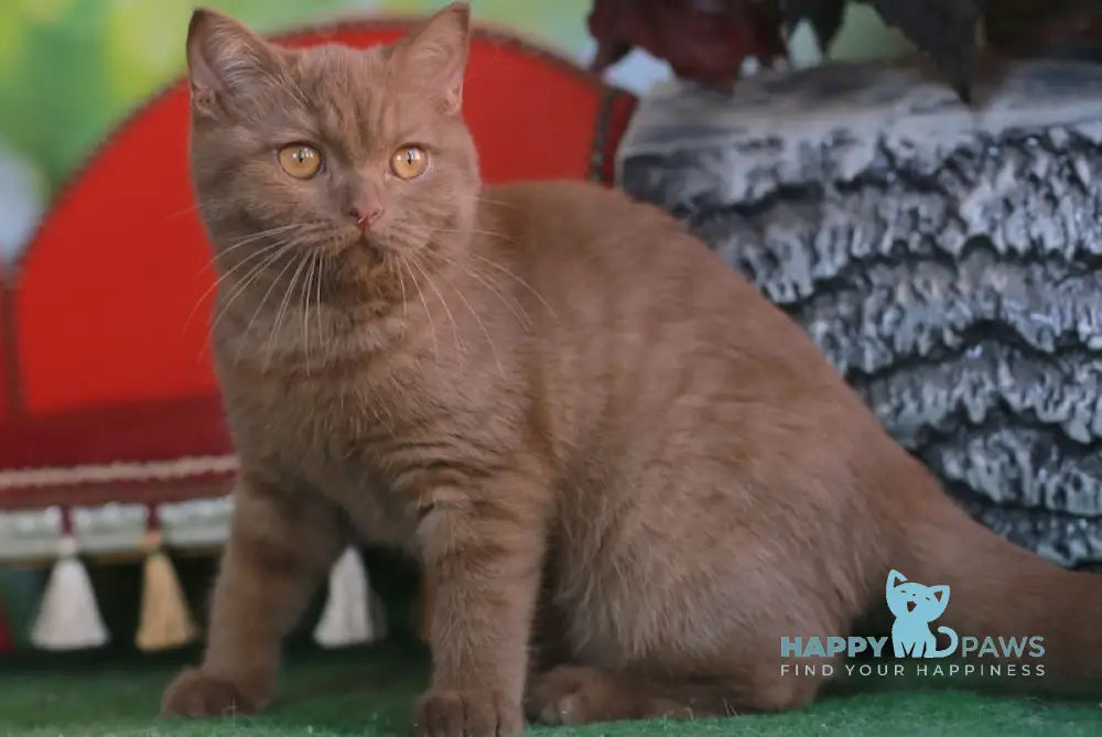 Katrin British Shorthair female cinnamon live animals