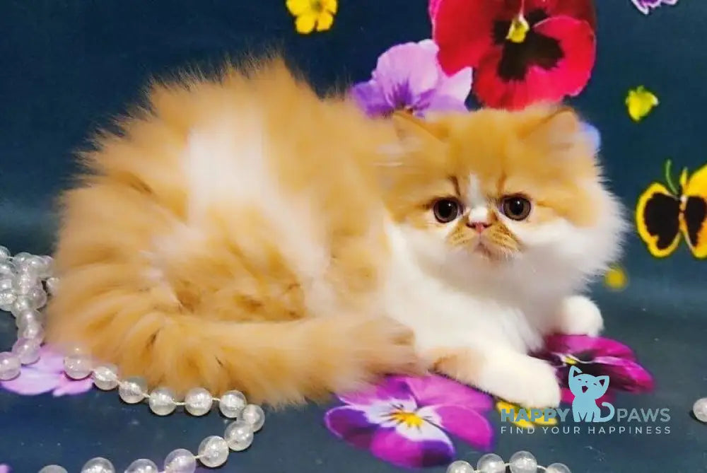 Katrin Persian female red tabby bicolour live animals