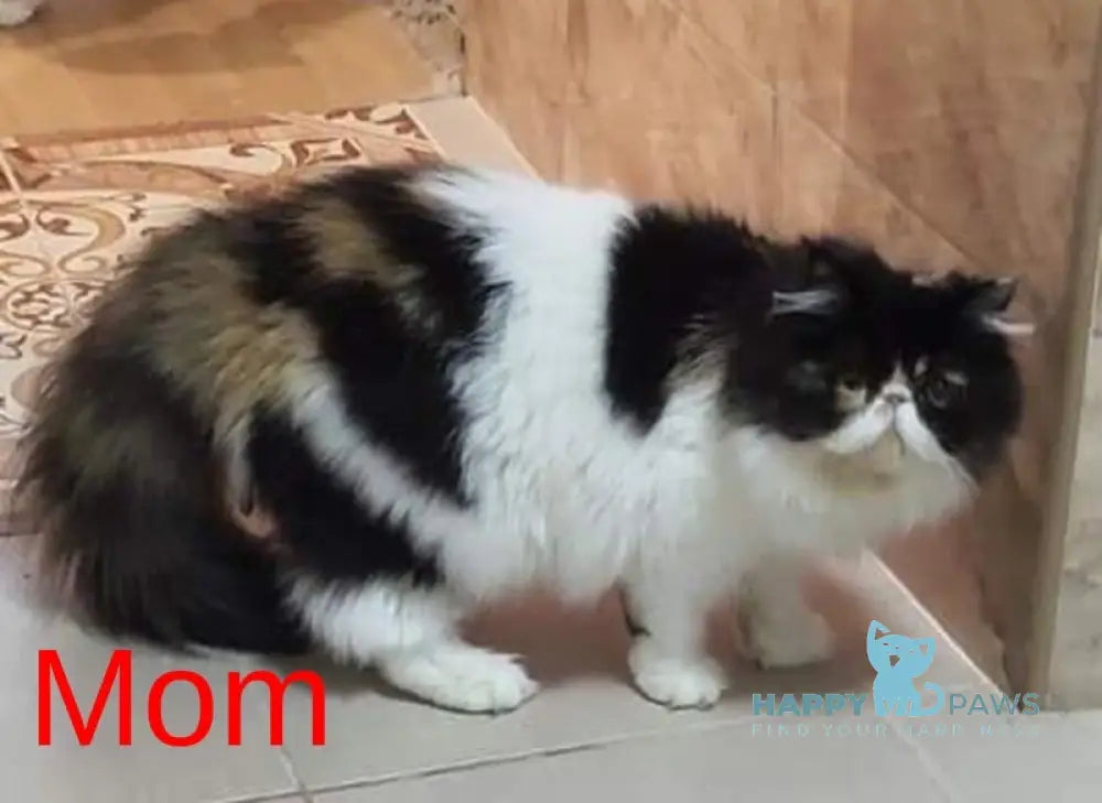 Katrin Persian female red tabby bicolour live animals