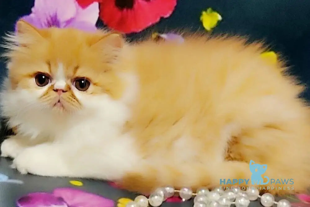 Katrin Persian female red tabby bicolour live animals