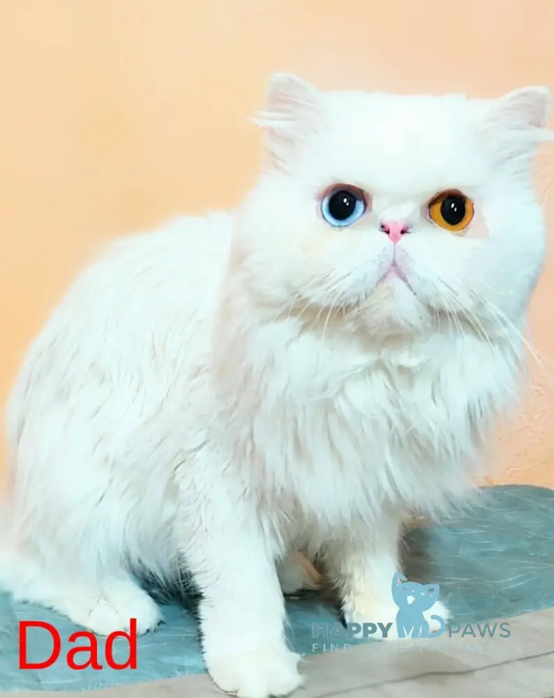 Katrin Persian female red tabby bicolour live animals