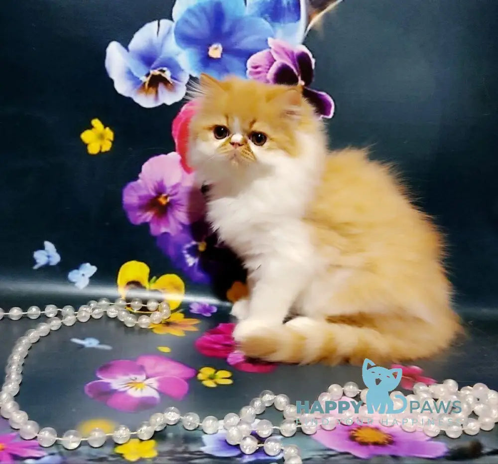 Katrin Persian female red tabby bicolour live animals