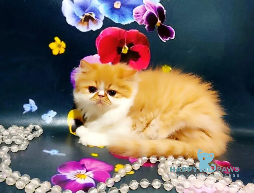 Katrin Persian female red tabby bicolour live animals