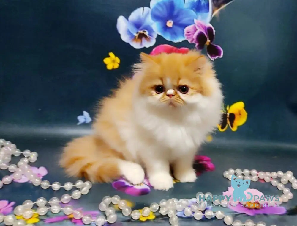 Katrin Persian female red tabby bicolour live animals