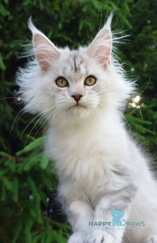 Katrina Maine Coon female black silver tabby live animals