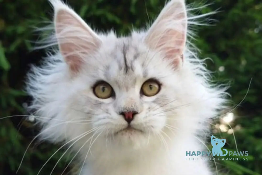 Katrina Maine Coon female black silver tabby live animals