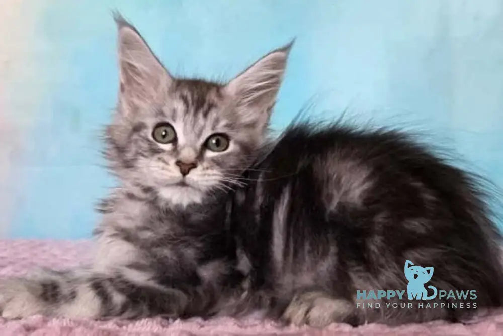Katsura Maine Coon female black silver tabby live animals
