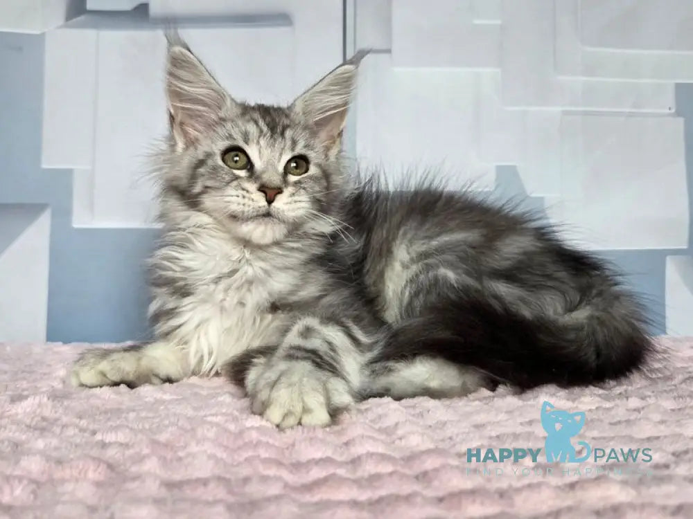 Katsura Maine Coon female black silver tabby live animals