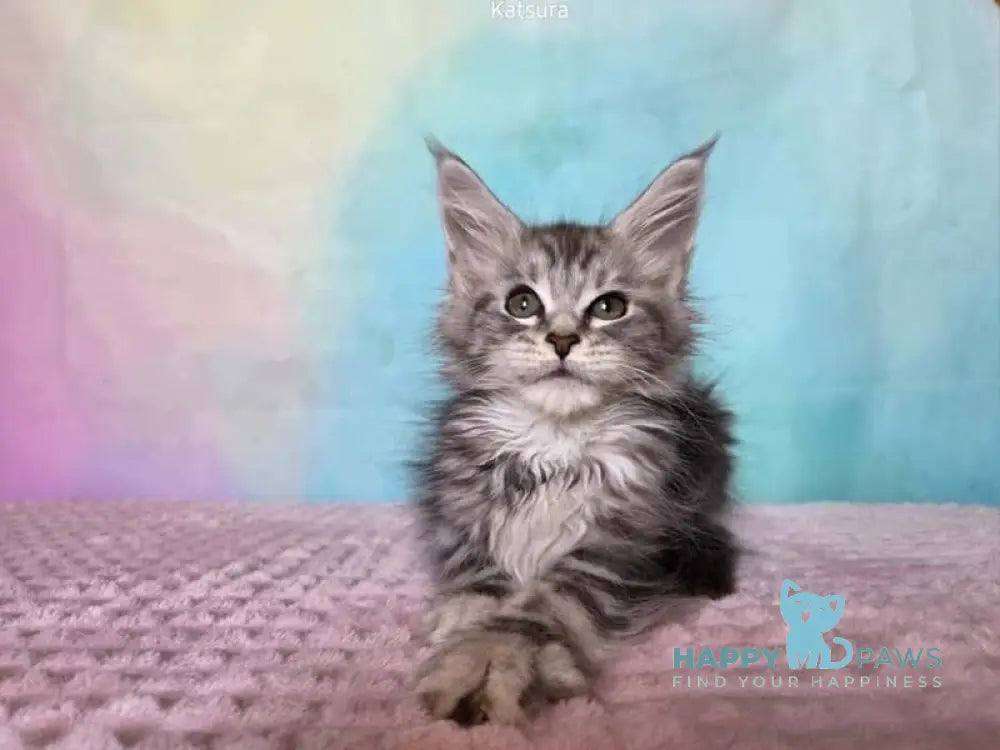 Katsura Maine Coon female black silver tabby live animals