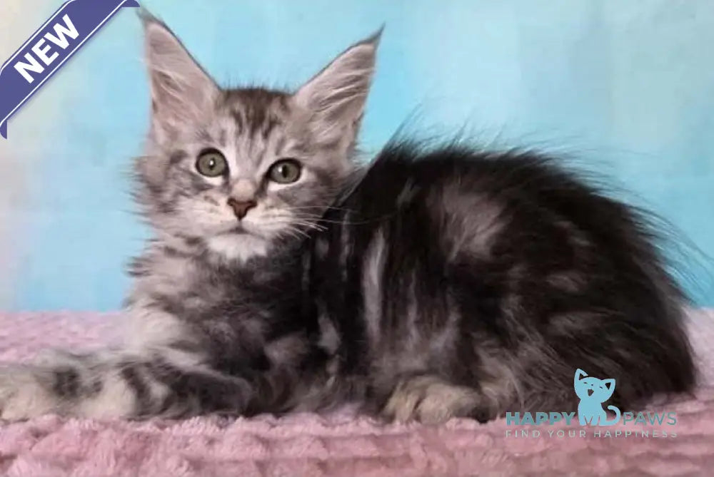 Katsura Maine Coon female black silver tabby live animals