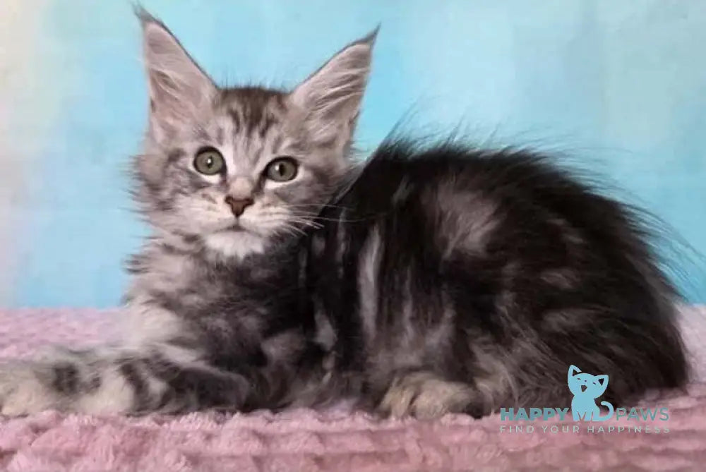 Katsura Maine Coon female black silver tabby live animals