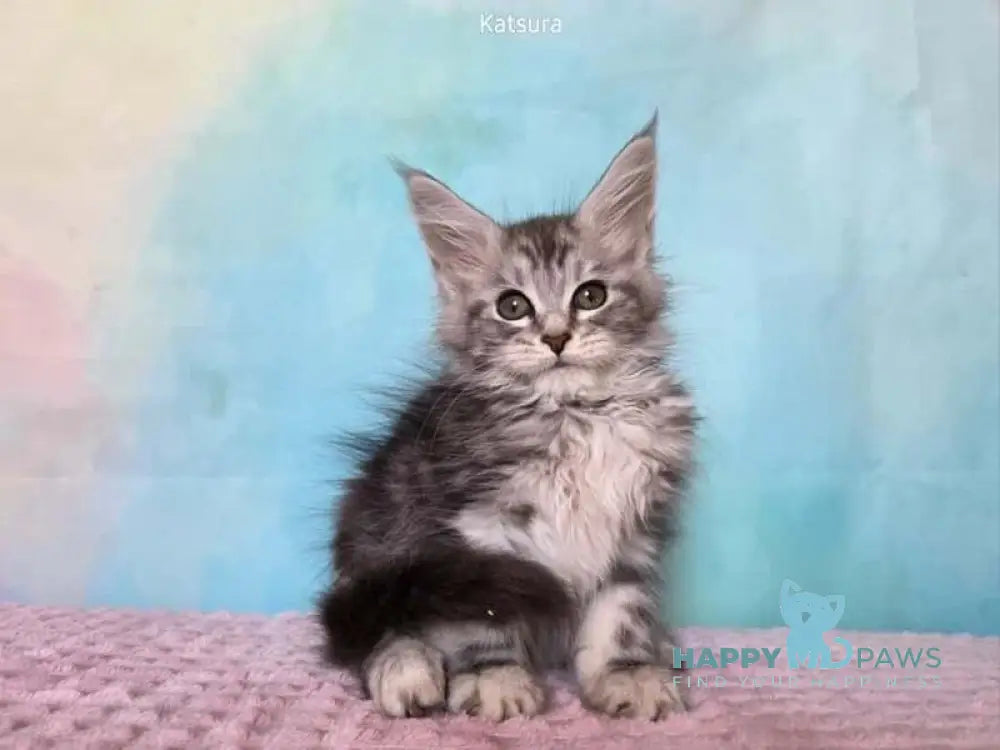 Katsura Maine Coon female black silver tabby live animals
