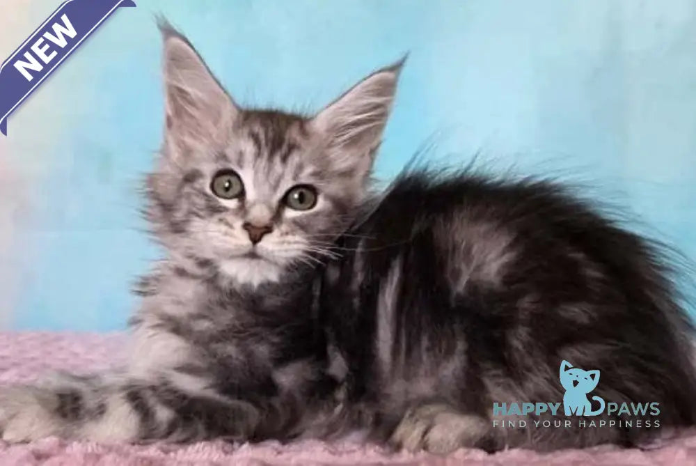Katsura Maine Coon female black silver tabby live animals