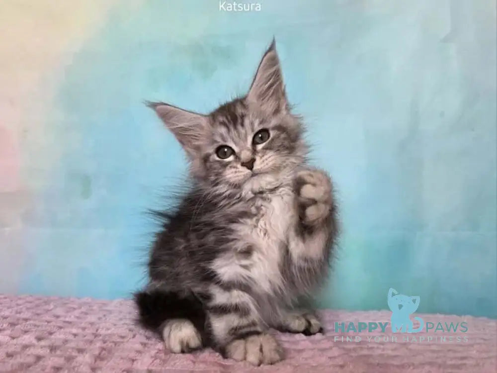 Katsura Maine Coon female black silver tabby live animals