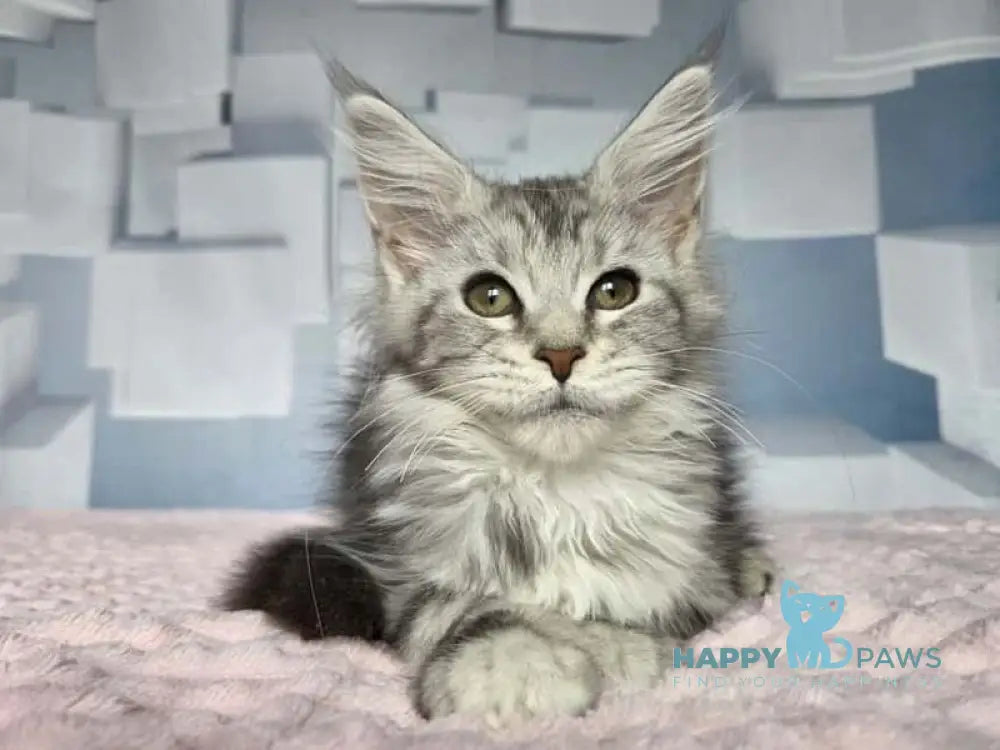 Katsura Maine Coon female black silver tabby live animals
