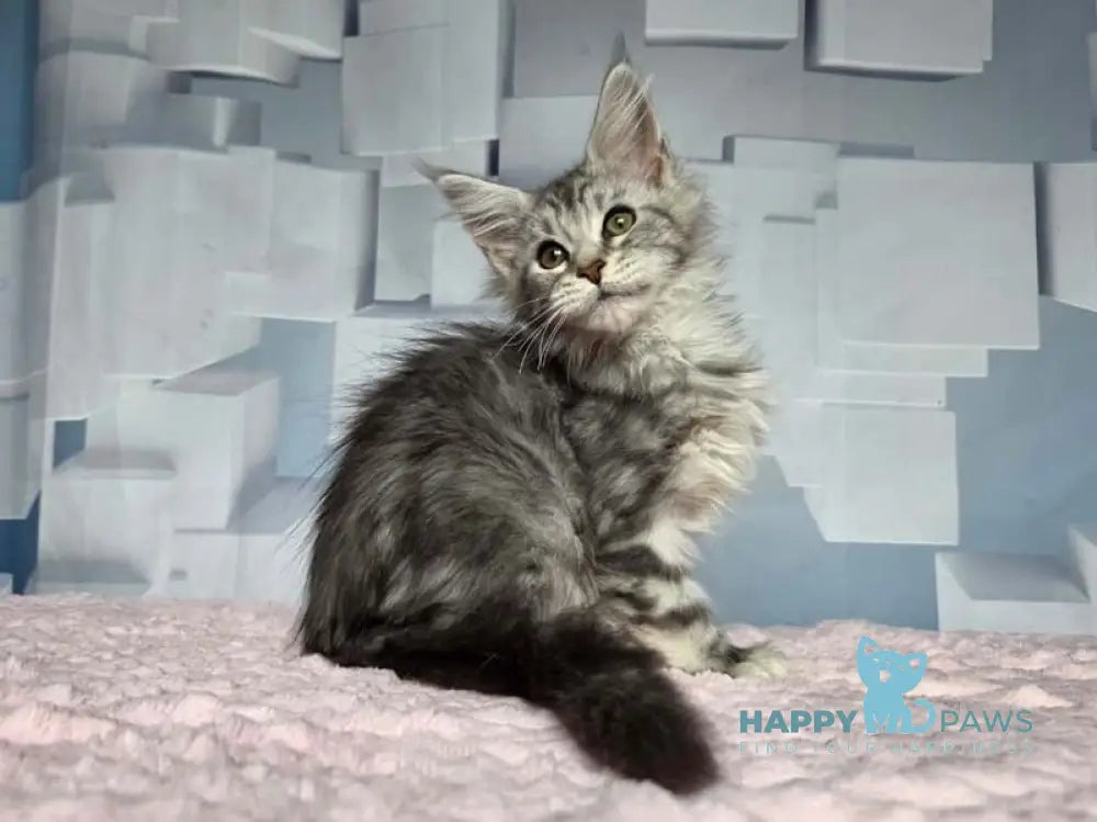 Katsura Maine Coon female black silver tabby live animals