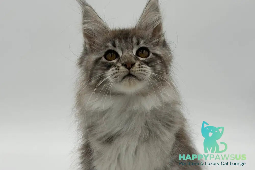 Katu Maine Coon male black silver tabby - live animals