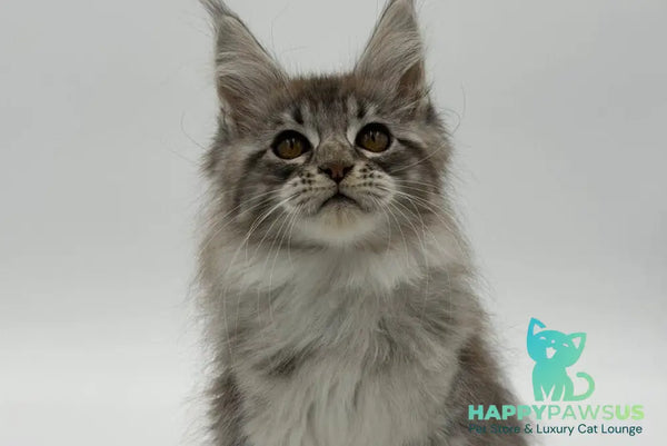 Katu Maine Coon male black silver tabby - live animals
