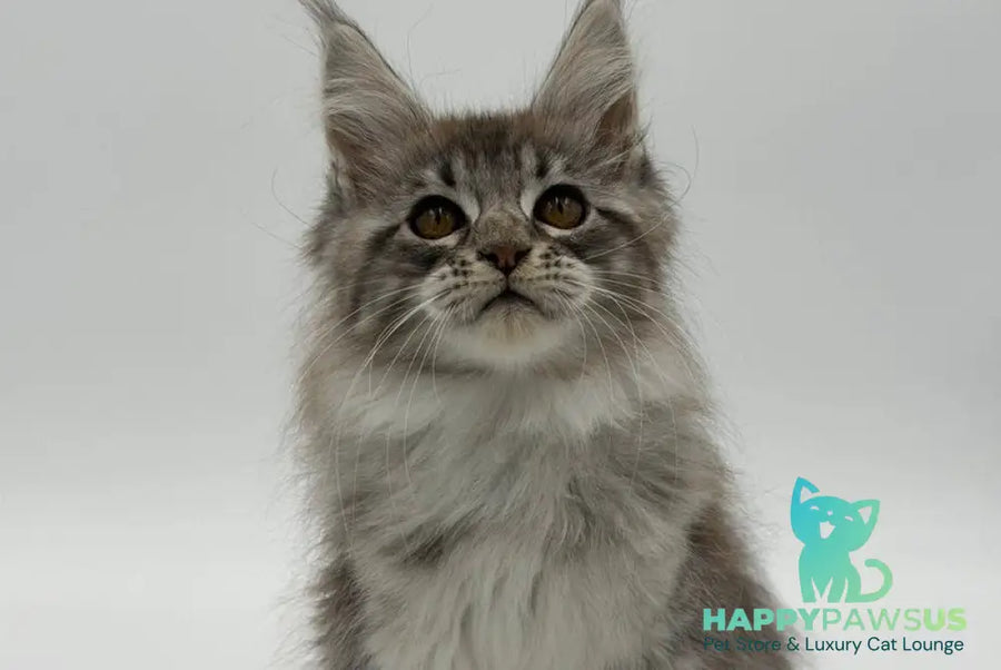 Katu Maine Coon male black silver tabby - live animals