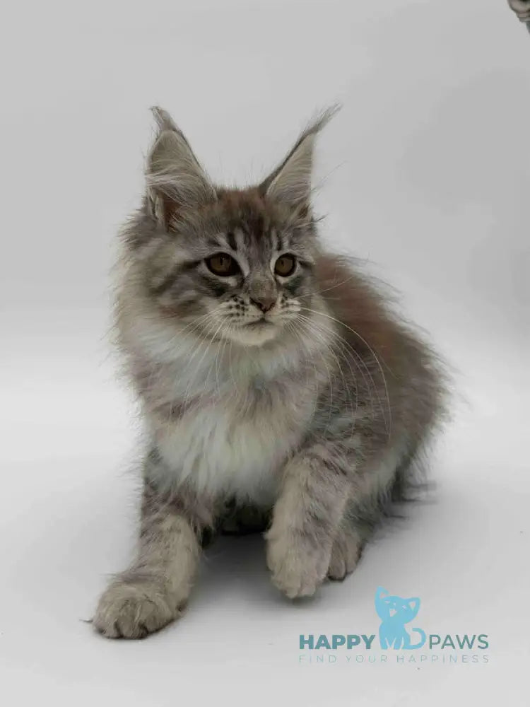 Katu Maine Coon male black silver tabby - live animals