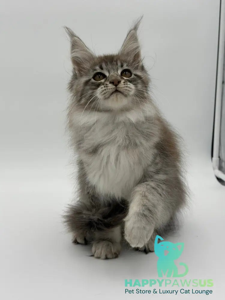 Katu Maine Coon male black silver tabby - live animals