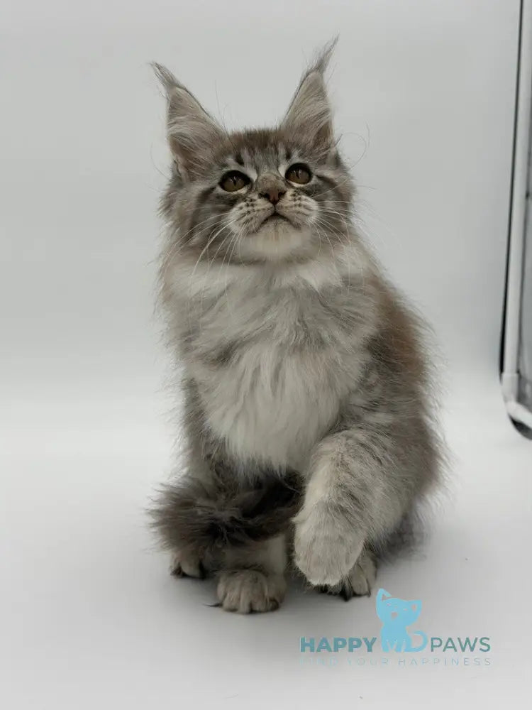 Katu Maine Coon male black silver tabby - live animals