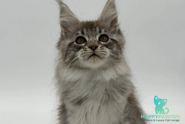 Katu Maine Coon male black silver tabby - live animals