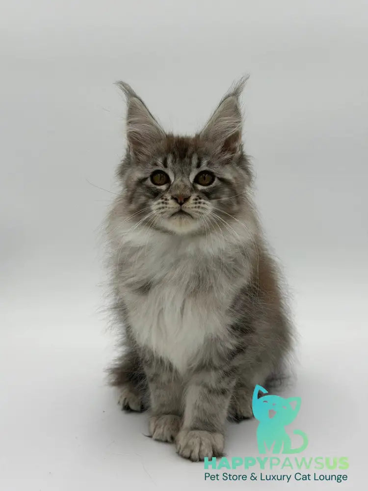 Katu Maine Coon male black silver tabby - live animals