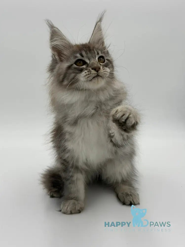 Katu Maine Coon male black silver tabby - live animals