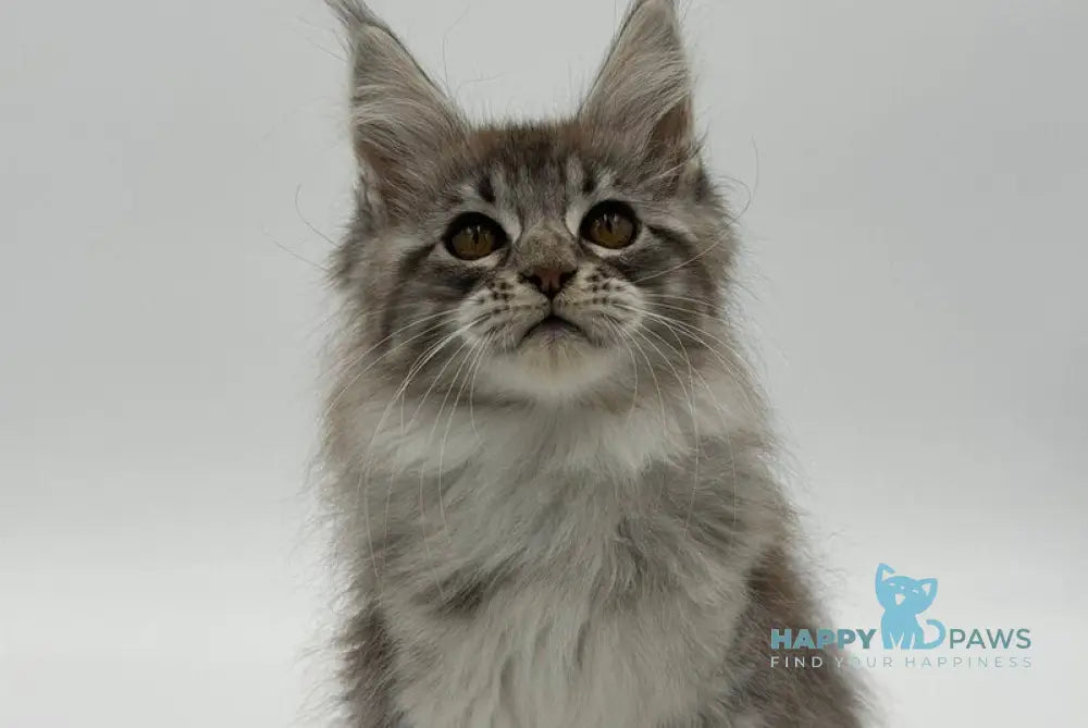 Katu Maine Coon male black silver tabby - live animals