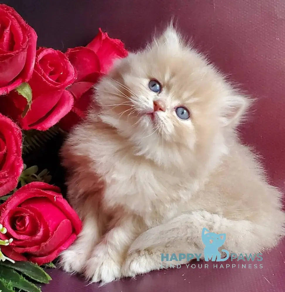Katya British Longhair female fawn golden shaded live animals