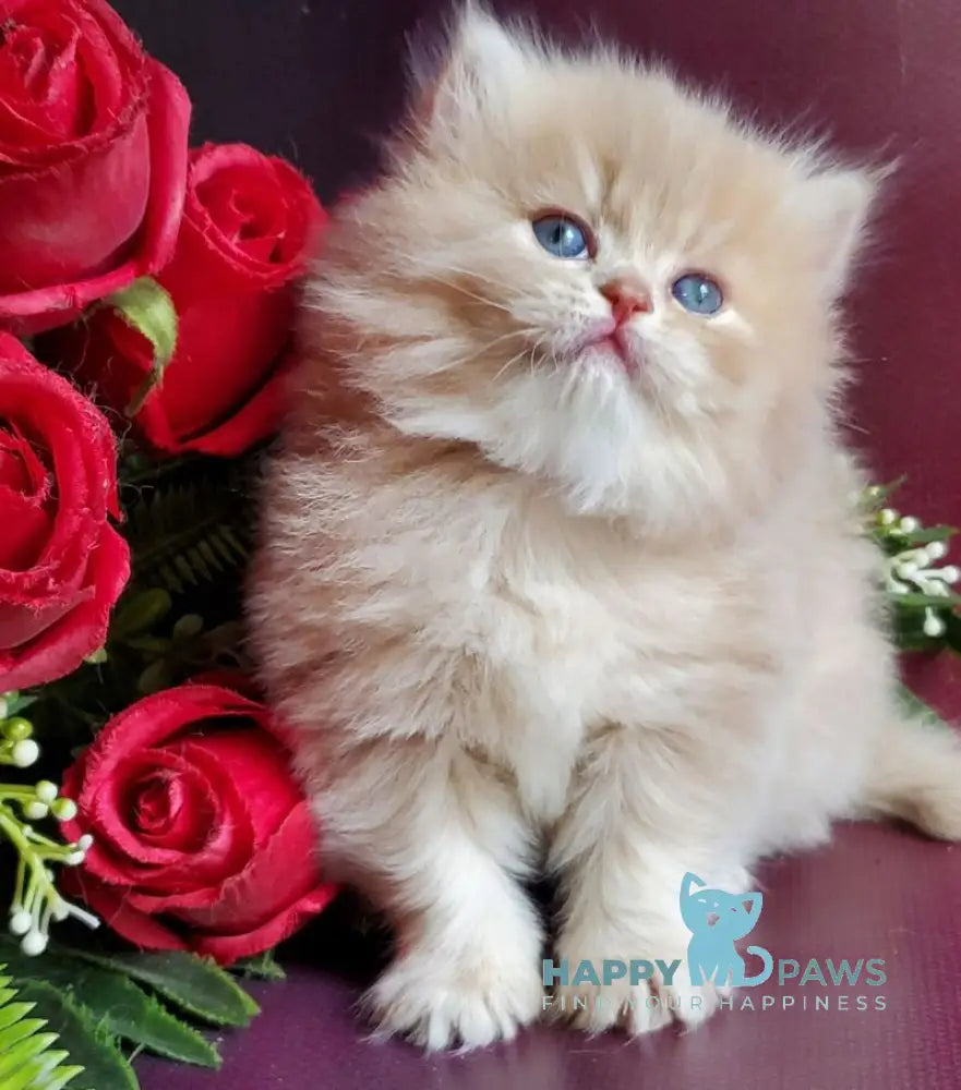 Katya British Longhair female fawn golden shaded live animals