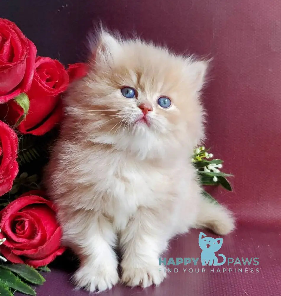 Katya British Longhair female fawn golden shaded live animals
