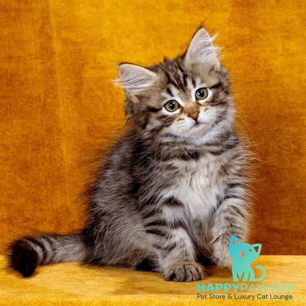 Katya Siberian female black spotted tabby - live animals