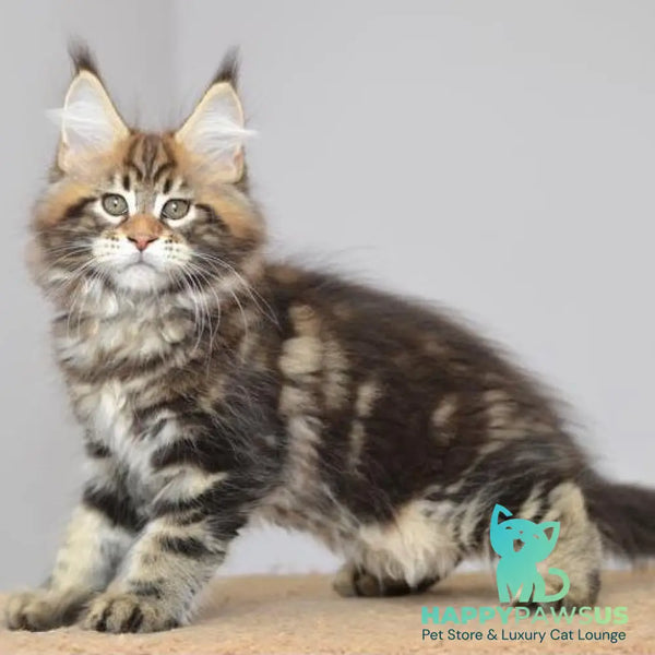 Kavaler Maine Coon male black tabby - live animals
