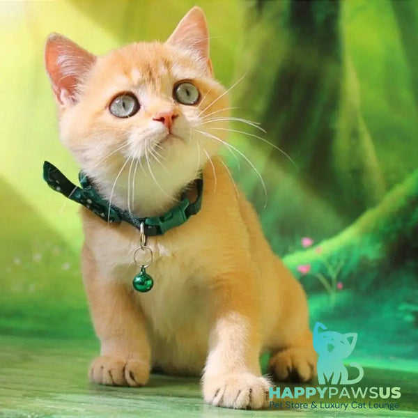 Kay British Shorthair male chocolate golden shaded - live animals